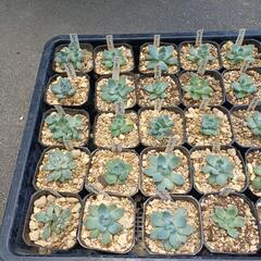 多肉植物　韓国苗　小苗の画像