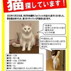 迷子になった白猫を捜しています