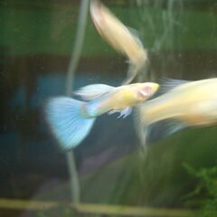 アルビノ　国産グッピー稚魚　ＲＲＥＡ　天女の羽衣image　アクアマリン　ホワイト　トパーズ　稚魚6匹（+成魚1匹ｻｰﾋﾞｽ）800円　の画像