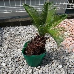 観葉植物　ソテツ　蘇轍　蘇鉄