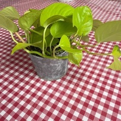 値下げ　観葉植物　ポトス①の画像