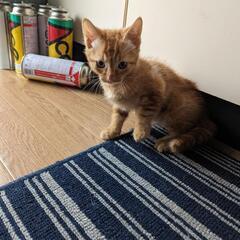 九州離島以外で募集中 - 猫