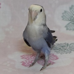 コザクラインコWFバイオレット　オス