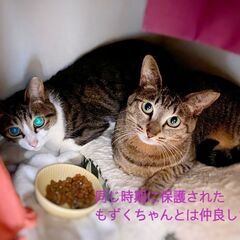 ペア希望☆お茶目なキジトラあんこ - 里親募集
