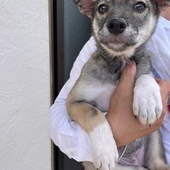 仔犬里親募集　びりあちゃん(仮)