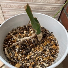 【新芽が出ました！】観葉植物　モンステラ　茎伏せ用