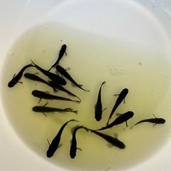 改良メダカ　オロチ　成魚　5匹