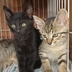 子猫２匹もらって下さい‼️