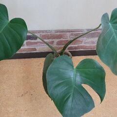 モンステラ　4枚葉