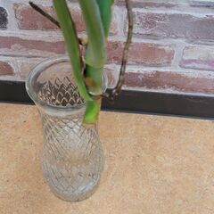 モンステラ　4枚葉の画像