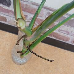 モンステラ　4枚葉の画像