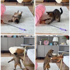 ペア希望☆お茶目なキジトラあんこ - 猫