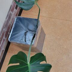 モンステラ　2枚葉大