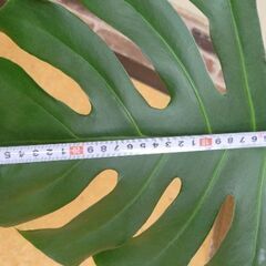 モンステラ　2枚葉大の画像