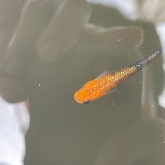 メダカの画像