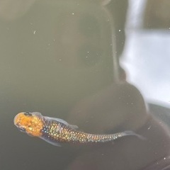 メダカの画像