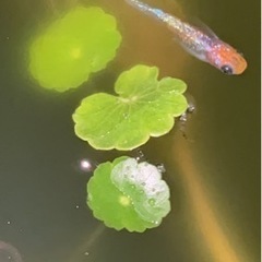 メダカの画像
