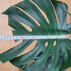 モンステラ　2枚葉大の画像