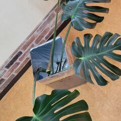 モンステラ　4枚葉大