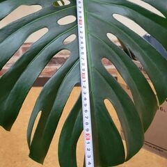 モンステラ　4枚葉大の画像