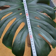 モンステラ　4枚葉大の画像