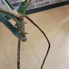 モンステラ　4枚葉大の画像