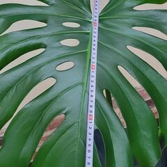 モンステラ　3枚葉大鉢植えの画像