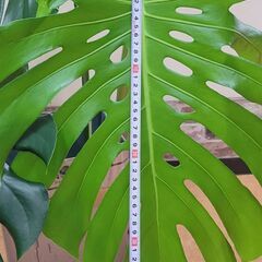 モンステラ　3枚葉大鉢植えの画像