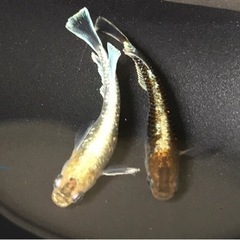レッドクリフダークタイプ④