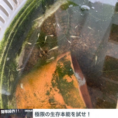 メダカ　専用の画像