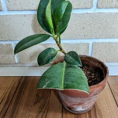 ゴムの木の挿し木　2年物
