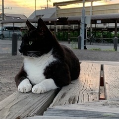 里親さん募集❗️白黒の人馴れした可愛い猫ちゃんです🐱宜しくお願い...