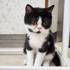 3/4エキゾチックショートヘアの男の子2