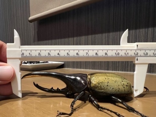 ヘラクレスオオカブトムシ④