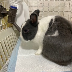 ミニウサギオス一歳 - 渋谷区