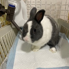 ミニウサギオス一歳