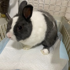 ミニウサギオス一歳 − 東京都