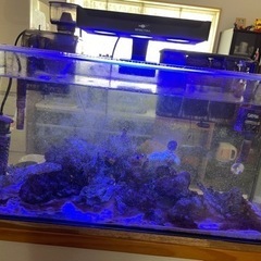 海水魚セット