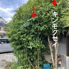 柚子の木 差し上げます。但し根ごと掘り起こし→運搬までしてくださ...