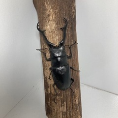 ギラファノコギリクワガタ（ペア）
