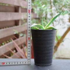 アガベ/スカブラ錦(Agave scabra v.variegata/カキ仔)-①の画像