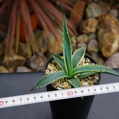 アガベ/スカブラ錦(Agave scabra v.variegata/カキ仔)-①の画像