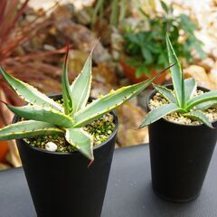 アガベ/スカブラ錦(Agave scabra v.variegata/カキ仔)-①の画像