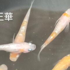 王華メダカ　5匹　紅白ラメ　おまけ餌付　めだかの画像