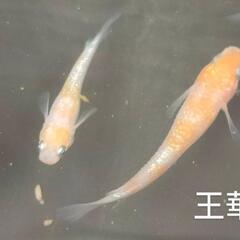 王華メダカ　5匹　紅白ラメ　おまけ餌付　めだか