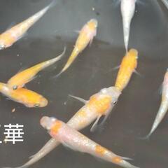 王華メダカ　5匹　紅白ラメ　おまけ餌付　めだかの画像