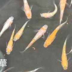 王華メダカ　5匹　紅白ラメ　おまけ餌付　めだかの画像
