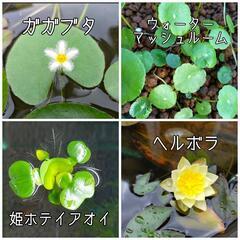 王華メダカ　5匹　紅白ラメ　おまけ餌付　めだかの画像