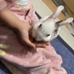 【里親決定】ミニうさぎ　７ヶ月　性別不明