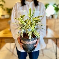 ★処分SALE★鉢付き★観葉植物　ソングオブインディア